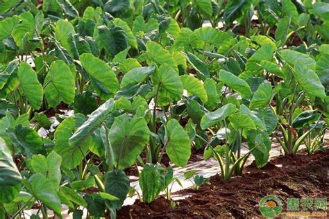 荔浦芋头种植技术与管理 - 花晓网