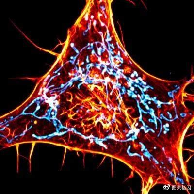 细胞生物学——细胞骨架_word文档在线阅读与下载_文档网