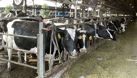 东辛水产奶牛养殖继续为产业发展打头阵