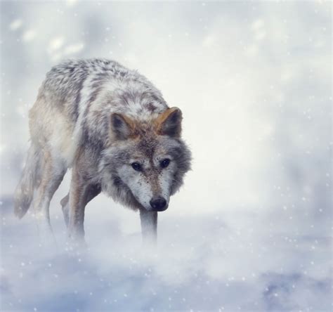 狼,犬齿,北极狼,灰狼,生气,自然,有爪哺乳动物,野生动物,水平画幅,无人,摄影素材,汇图网www.huitu.com