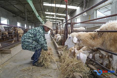 养殖户在羊舍查看羊群高清图片下载-正版图片507705462-摄图网