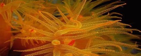 珊瑚鱼和海葵高清图片下载-正版图片506564808-摄图网