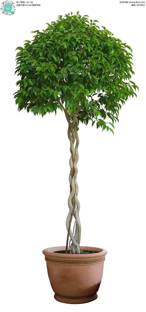 夏季养发财树，注意几个养护技巧，避免烂根、黄叶__凤凰网