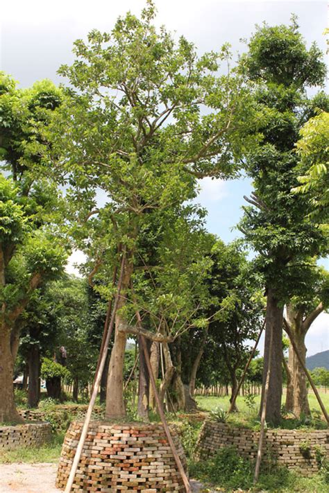 广东省阳春市合水花木场、和顺花木场、满堂绿花木场_广东阳江地区白银树价格表及报价信息_万紫千红_花木商情网