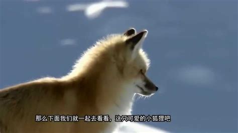 都市快报-杭州这只狐狸 它从哪里来？