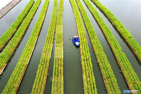 四川眉山：智慧农业带动农民促增收-人民图片网