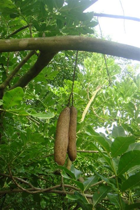 科学网—树上吊瓜，粗枝大叶 - 李土荣的博文