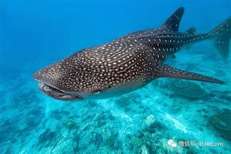 世界上体型最大的鱼类-鲸鲨 -保护地平台