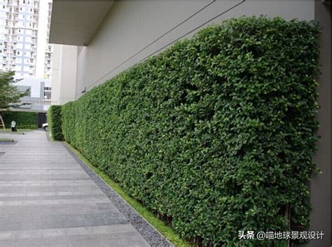 伊本·海萨姆 的图像结果