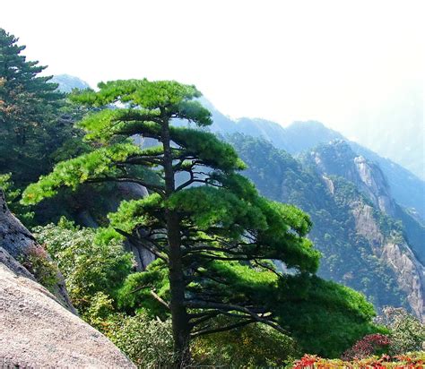 黄山松树图片