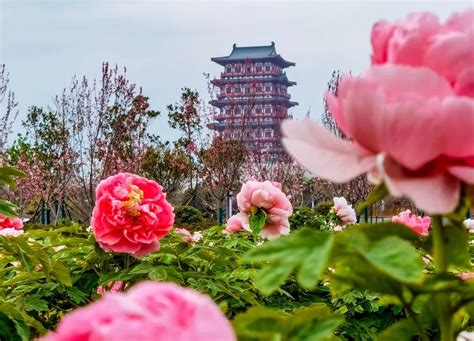 行走河南·读懂中国丨洛阳4条宝藏游玩线路推荐 - 河南省文化和旅游厅