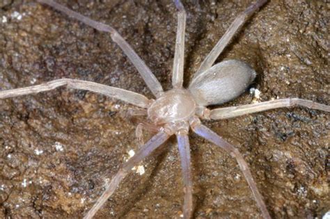 老挝神秘洞穴栖息者：没有眼睛的蜘蛛新物种_科技_腾讯网