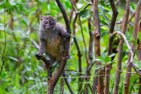 可爱的竹狐猴高清图片下载-正版图片308019234-摄图网