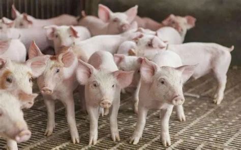 能繁母猪减少23万头，仔猪市场“疯狂”，市场“缺猪”才是主因？