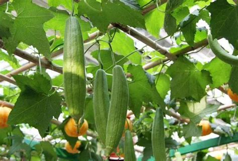 如何选择丝瓜留种？丝瓜的催芽方法和育苗技术 - 运富春
