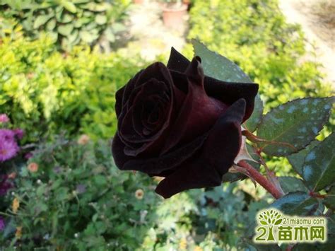 此花为世界上最黑的月季花，常被称作黑玫瑰，很少人知道|黑美人|月季花|黑玫瑰_新浪新闻