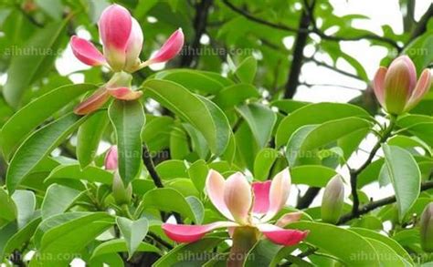 红花木莲-中亚热带收集与引种树木-图片