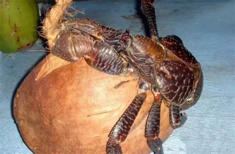 椰子蟹vs波士顿龙虾,椰子蟹vs大龙虾,椰子蟹vs蝎子(第2页)_大山谷图库