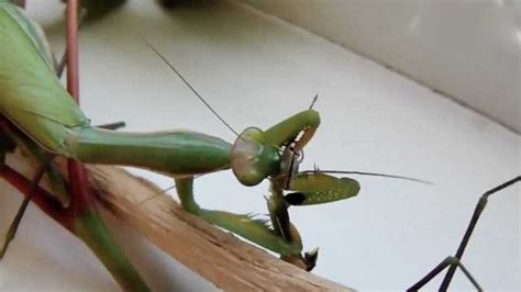 为什么母螳螂会在交配后，吃掉公螳螂？答案和你想的不太一样_腾讯视频