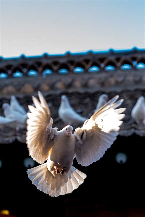 鸽子图片-抓着红色彩带飞翔的鸽子素材-高清图片-摄影照片-寻图免费打包下载