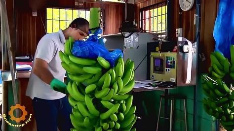 实拍香蕉种植采摘的全过程，原来这么复杂，总算看懂了！_腾讯视频