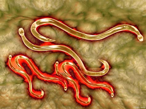粪便寄生虫检查的重要性 – 百衛动物临床检验实验室