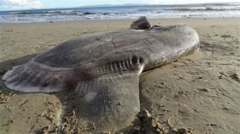 被称为“骗子太阳鱼”（Mola tecta）的世界上最重的鱼冲上美国加利福尼亚海岸 - 神秘的地球 科学|自然|地理|探索