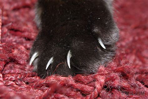 猫爪子图片