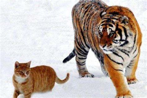 动物,老虎,猫,大猫咪-千叶网