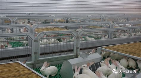 肉兔养殖/加盟/培训 - 农业加盟 - 桂林分类信息 桂林二手市场