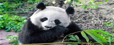 大熊猫是食肉动物还是食草动物-百度经验