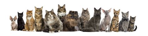 许多猫坐成一排高清图片下载-正版图片502608000-摄图网