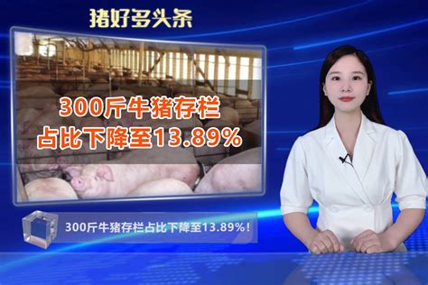 一线调研：300斤牛猪存栏占比下降至13.89%！猪价何时能反弹？_凤凰网视频_凤凰网