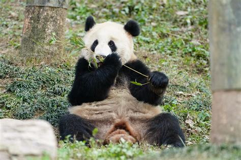 大熊猫来武汉了！这次是“武林盟主”_武汉市人民政府门户网站