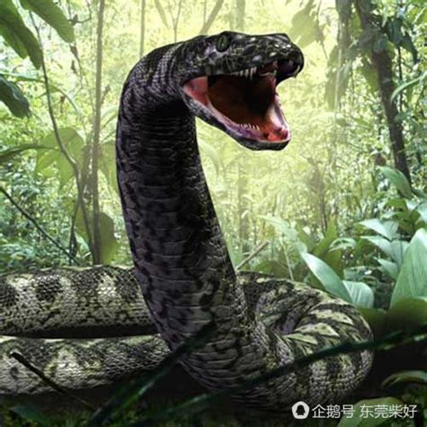 世界上最长的蛇是什么蛇，红海巨蛇长达500米_搜狗指南