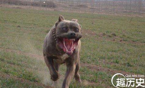 【图】世界十大最凶猛的狗狗排行榜：中国藏獒排名第一 - 宠物