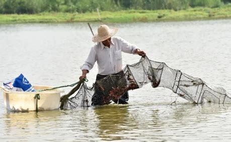 巨型大虾入侵湄公河，最长能达到1米，为何当地人不吃？ - 知乎