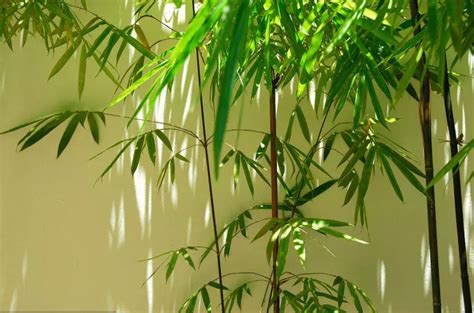 5种适合室内养的竹子,米竹怎样养才能长新芽,室内养竹子_大山谷图库