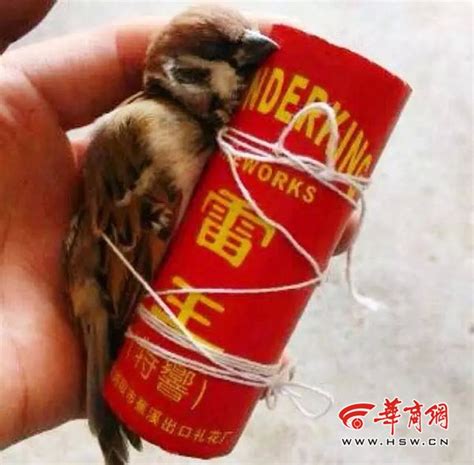 西安：儿童打死麻雀绑鞭炮上玩“愤怒小鸟”(图)_凤凰资讯