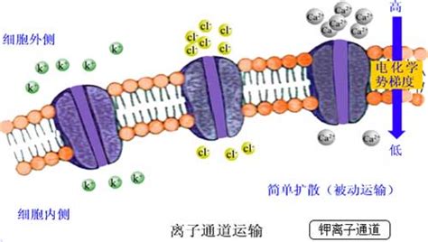 物质跨膜运输的三种方式如下图甲.乙.丙所示.下列叙述正确的是( ) A.氧及K+离子等以甲方式进入细胞 B.甲和乙两种方式都属于被动运输 C ...