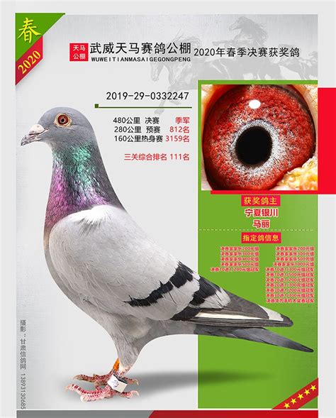 甘肃武威天马赛鸽公棚2020年春季获奖鸽－甘肃武威天马赛鸽公棚