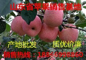 济南堤口果品批发市场苹果价格行情走势（苹果批发价格）-食品商务网