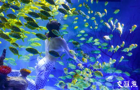春节七天可到南京海底世界看海洋版“人鱼寻金梦”_新华报业网