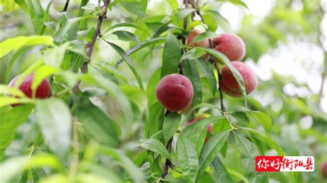 西渡镇桃花谷的桃子成熟上市了，游客纷至沓来采摘品尝