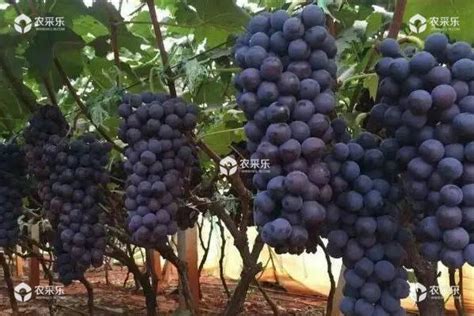 盘点适合北方种植的葡萄树品种 - 惠农网