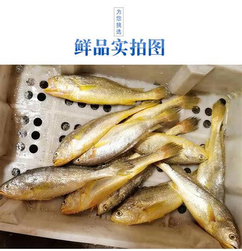 供应冷冻小黄花鱼/冷冻海产品/冷冻水产品/冷冻海鱼-阿里巴巴