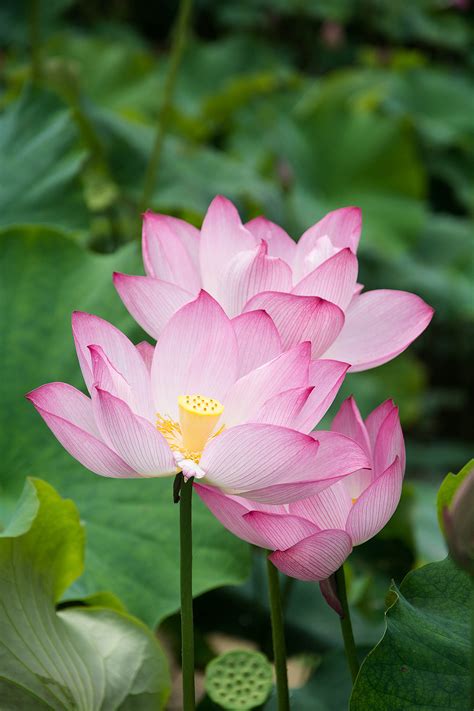 【荷花照片一组摄影图片】生态摄影_波尔卡弟_太平洋电脑网摄影部落