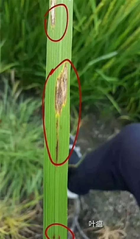 稻瘟病图片