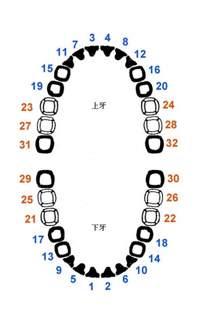宝宝长牙顺序图 (15)_有来医生