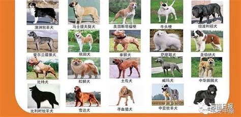 中型宠物狗品种图片 _排行榜大全
